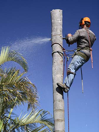 abattage palmier