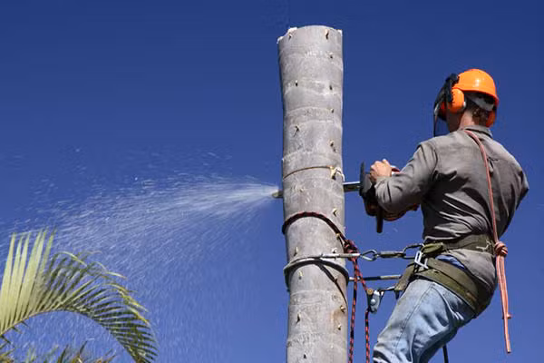 Abattage d'arbres: Un Métier Entre Technique et Passion