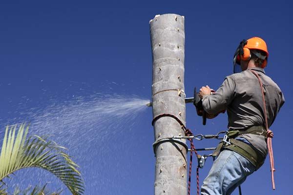 Abattage d'arbres: Un Métier Entre Technique et Passion