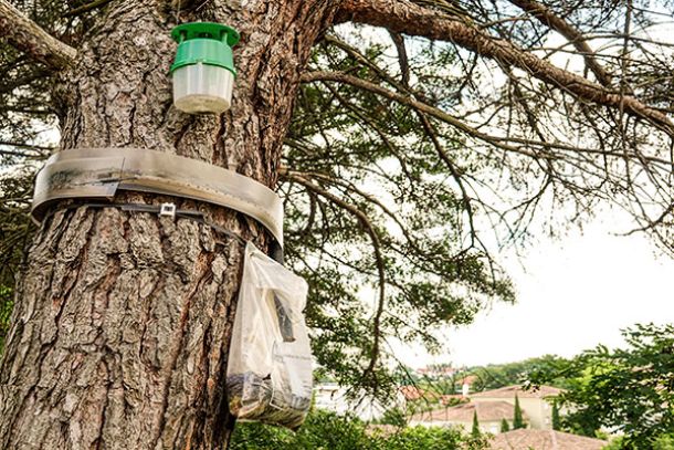 Chenilles processionnaires