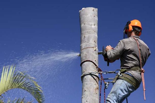 Abattage d'arbres: Un Métier Entre Technique et Passion